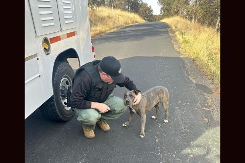 One of three dogs found abandoned on Rock River Road in the Jamestown area of Tuolumne County -- TCAC photo