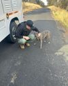 One of three dogs found abandoned on Rock River Road in the Jamestown area of Tuolumne County -- TCAC photo