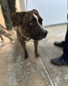 One of three dogs found abandoned on Rock River Road in the Jamestown area of Tuolumne County -- TCAC photo
