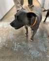 One of three dogs found abandoned on Rock River Road in the Jamestown area of Tuolumne County -- TCAC photo