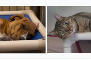 TCAC asks for help in buying beds that enable animals to get a better night's sleep