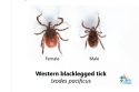 Ticks can spread diseases