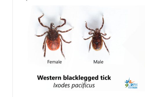 Ticks can spread diseases