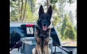 K-9 Titan