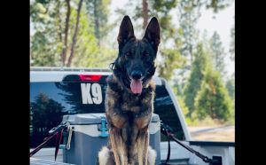 K-9 Titan