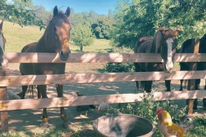 Chester & Push Horse Rescue