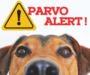 Parvovirus Outbreak Raises Concerns