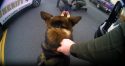 ACSO K9 helps in arrest -- ACSO photo