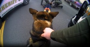 ACSO K9 helps in arrest -- ACSO photo