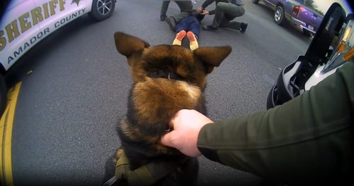 ACSO K9 helps in arrest -- ACSO photo