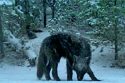 CDFW Gray Wolf pack in Tulare County named the Yowlumni Pack