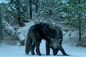 CDFW Gray Wolf pack in Tulare County named the Yowlumni Pack