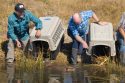 CDFW Releases Beavers into the Wild for First Time in Nearly 75 Years -- CDFW photo