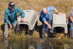 CDFW Releases Beavers into the Wild for First Time in Nearly 75 Years -- CDFW photo