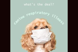 Canine Respiratory Illness