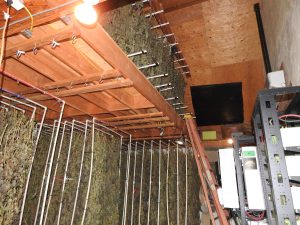 800 Pound Marijuana Bust In Mountain Ranch