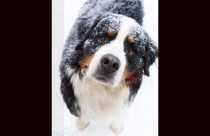 Keeping pets safe in chilly temperatures -- TCAC photo