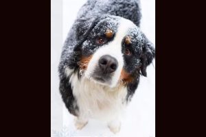Keeping pets safe in chilly temperatures -- TCAC photo