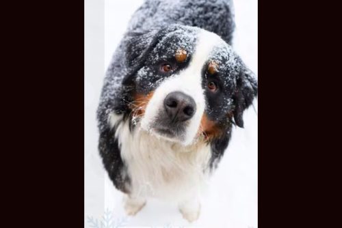 Keeping pets safe in chilly temperatures -- TCAC photo