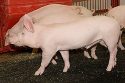 Pigs on a farm