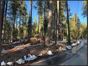 Foresta Drive - NPS Image