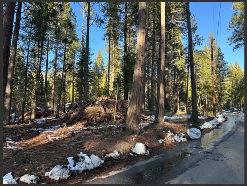 Foresta Drive - NPS Image