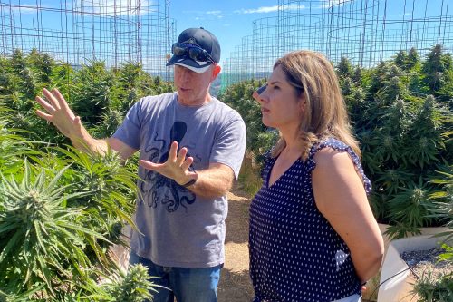 Senator Marie Alvarado-Gil Pushes for More Stringent Measures on Illegal Cannabis Enforcement and Asset Forfeiture