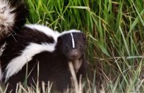Skunk—TCSAC photo