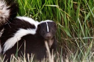 Skunk -- TCAC photo