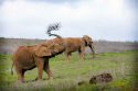 African elephants Lulu (front) and Toka (back) at the ARK 2000 sanctuary