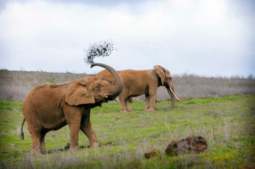 African elephants Lulu (front) and Toka (back) at the ARK 2000 sanctuary