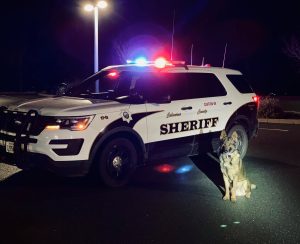 CCSO K-9 Titan at the arrest site
