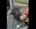 Dog rescued from Wallace House Fire