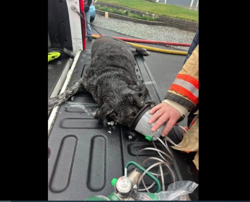 Dog rescued from Wallace House Fire