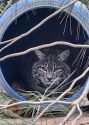 PAWS welcomes new bobcat Rumi to the sanctuary
