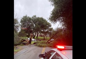 Tree Hazard on Saratoga Road