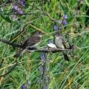 A pair of state-endangered willow flycatchers (Empidonax traillii) bred in Ackerson Meadow in the northwest of the park last July