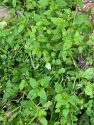 3-23 Julie Silva, Photo of Chickweed