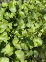 3-23 Julie Silva, Photo of Miner's Lettuce