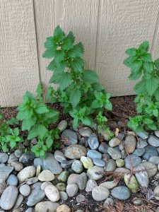 Daniel Boone Cap and Woolly Caterpillars