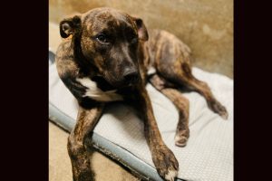 Dog injured after falling out of a truck bed -- TCAC photo