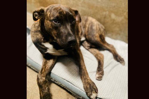 Dog injured after falling out of a truck bed -- TCAC photo