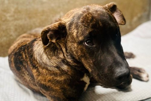 Dog injured after falling out of a truck bed