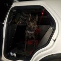 K9 Nox retires -- CCSO photo