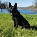 K9 Nox retires -- CCSO photo