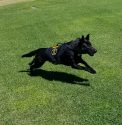 K9 Nox retires -- CCSO photo