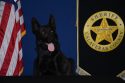 K9 Nox retires -- CCSO photo
