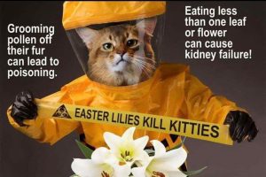TCAC Easter Lilies deadly to kittens flyer copy