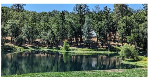 A popular pond on Tuolumne Rancheria lands used for fishing, recreation, and picnicking is surrounded by dense trees.