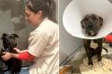 Two injured dogs recovering from surgery at the Tuolumne County Animal Control shelter